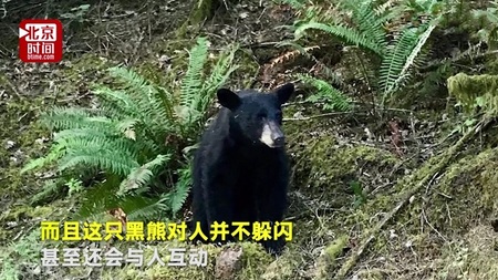 被执行安乐死的黑熊 被执行安乐死的黑熊