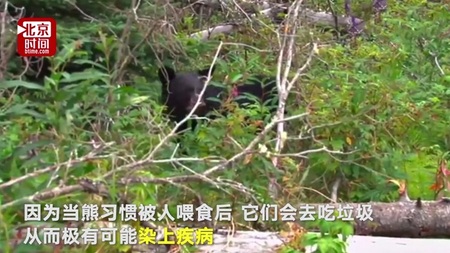 被执行安乐死的黑熊 被执行安乐死的黑熊